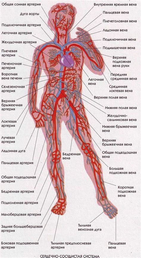 Необходимость головы в организме человека