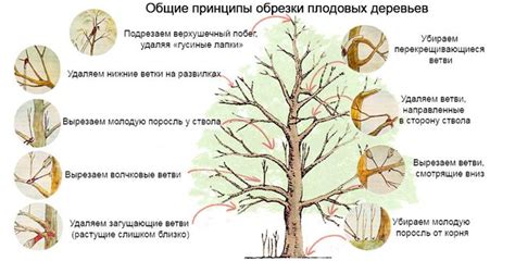 Необходимость обрезки верхушек для разных видов деревьев