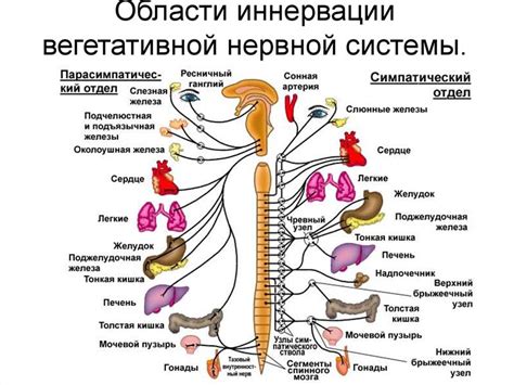 Нервная система и легкие