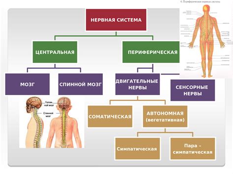 Нервная система и психологические факторы