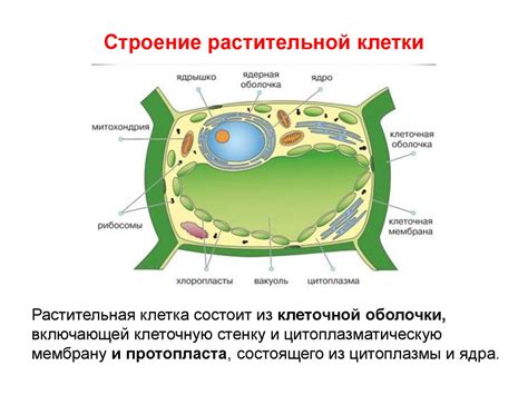 Оболочка: особенность растительной клетки