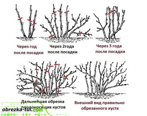 Обрезка и формирование гранатного растения: сохранение его привлекательности и симметрии