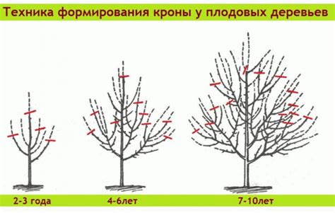 Обрезка растений для увеличения цветения