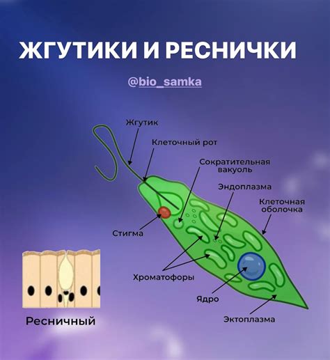 Общие характеристики эвглены зеленой