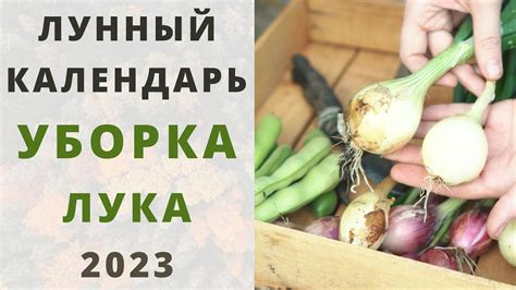 Овощи и их уборка по лунному календарю