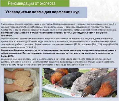 Ограничения и противопоказания по кормлению кур виноградом изабелла