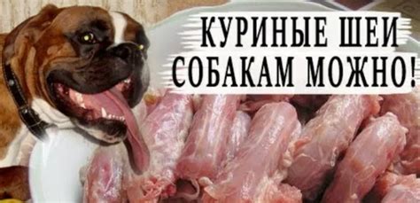 Ограничения при даче куриной шеи собаке