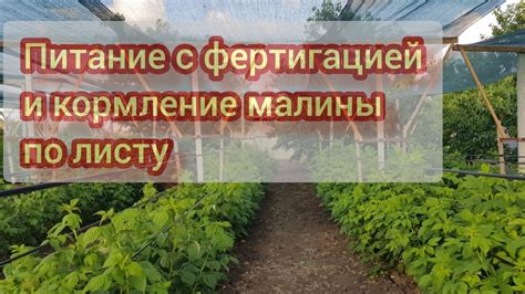 Опасности заморозков для малины