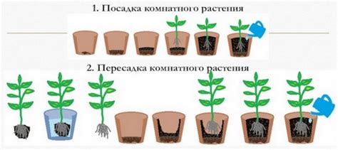 Определение необходимости пересадки