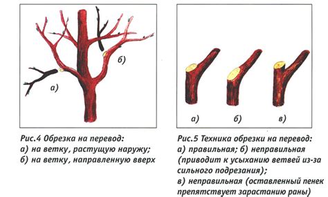 Оптимальный срок обрезки: освещение вопроса