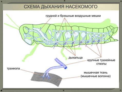 Органы дыхания у насекомых