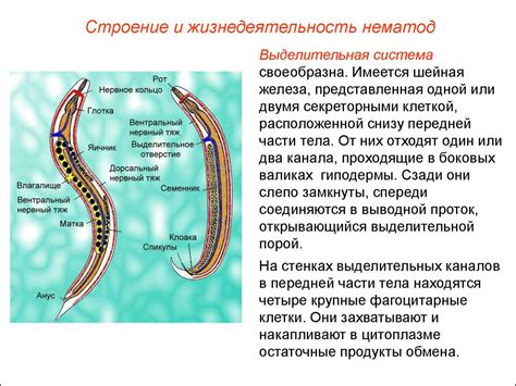 Основные виды глистов у детей