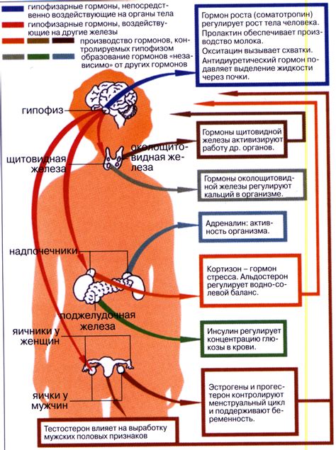 Основные гормоны, отвечающие за метаболизм и вес