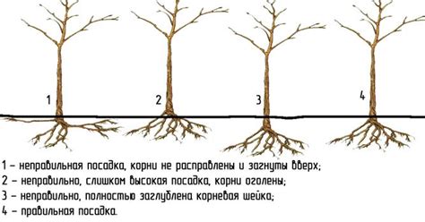 Основные моменты сбора листьев яблони