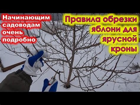 Основные правила обрезки яблони летом