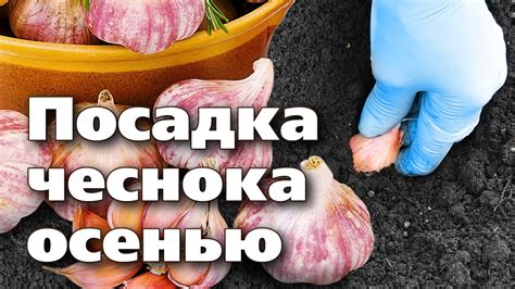 Основные правила посадки чеснока после клубники