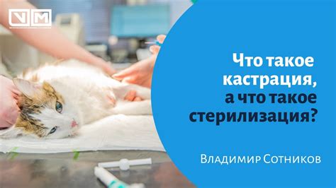 Основные преимущества кастрации