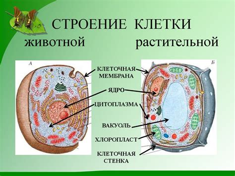 Основные принципы организации клеток растений