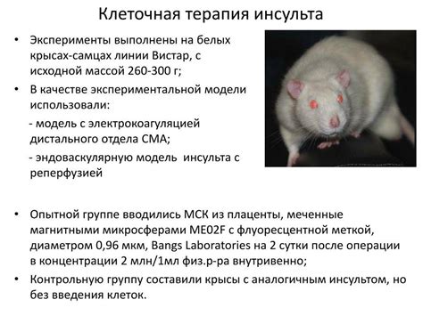 Основные противопоказания к использованию свежей капусты у домашних крыс