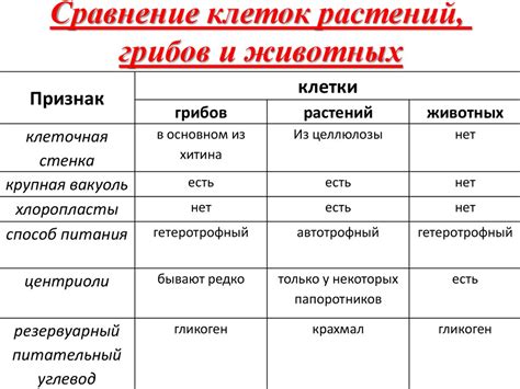 Основные сходства и различия в произношении