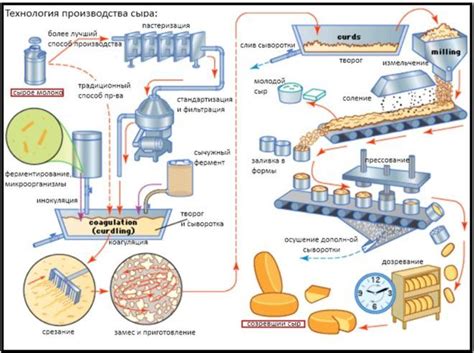 Основные этапы процесса получения сыра