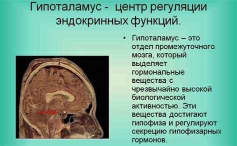 Основы гормональных изменений у подростков