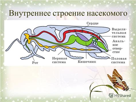 Особенности, связанные с увиденным полным червяком