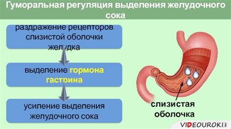 Особенности выделения желудочного сока у разных людей