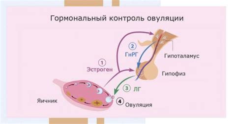 Особенности гормонального сбоя у женщин