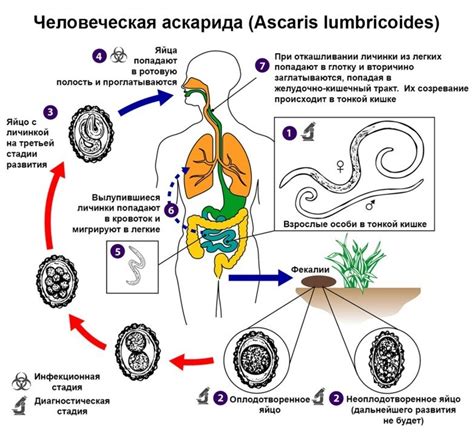 Особенности заражения детей аскаридозом