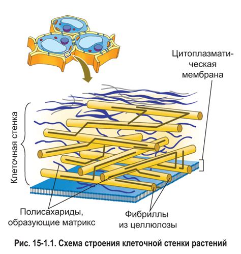 Особенности клеточной стенки у спирогиры