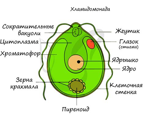 Особенности клеточной стенки у хламидомонады