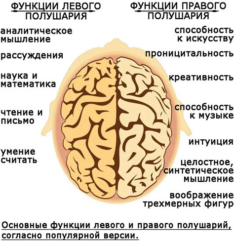 Особенности левого полушария