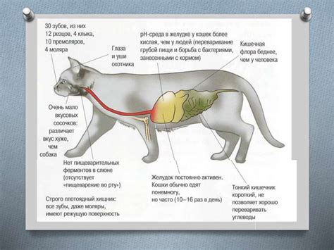Особенности пищеварения котов