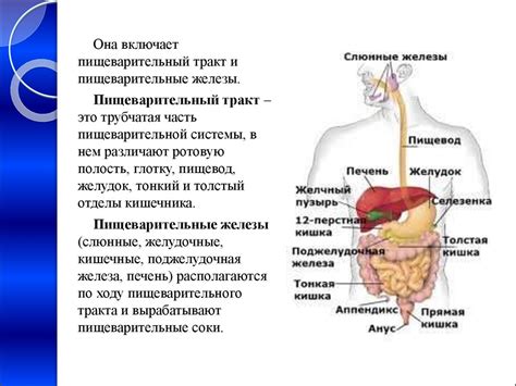 Особенности пищеварительной системы ахатинов