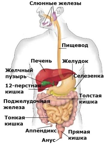 Особенности пищеварительной системы йорков