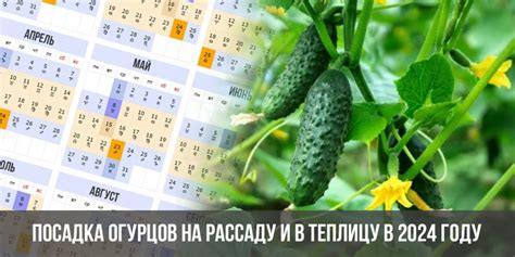 Особенности посадки рассады на рассаду в 2017 году