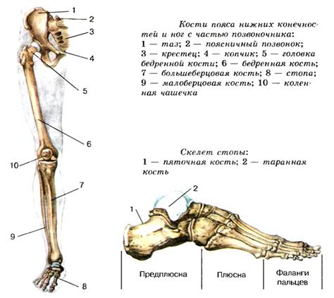 Особенности психологической интерпретации сновидений о пауке, покоящегося на нижней конечности человека