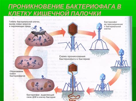 Особенности сохранения и использования бактериофагов при повышенной температуре