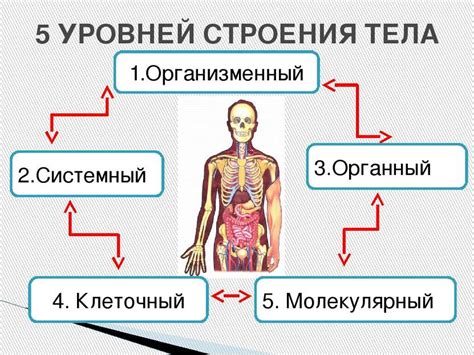 Особенности строения тела