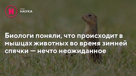 Особенности ухода за хомячком во время спячки