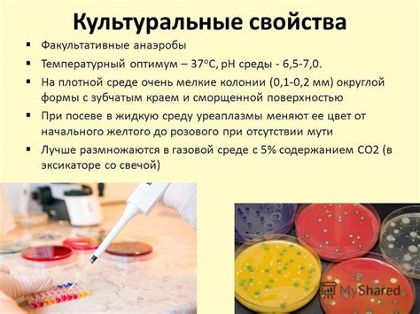 Особенности хронической формы уреаплазмы