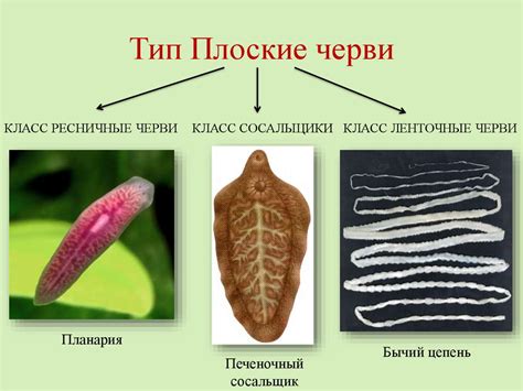 Отражение внутренних противоречий и тревоги: символика червей на волосах женщины