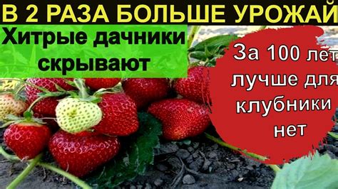 Отрицательные последствия неполива клубники в октябре