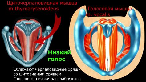 Офтальмотрия: какое влияние оказывает плач на голосовые связки?