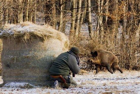 Охотничьи навыки самок кабана