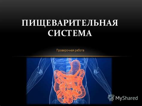 Очистка и улучшение пищеварительной системы