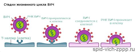 Первичное заражение и иммунитет