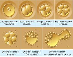 Перевод эмбрионов: медицинские показания