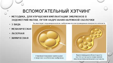 Перевод эмбрионов: процедура и возможные риски